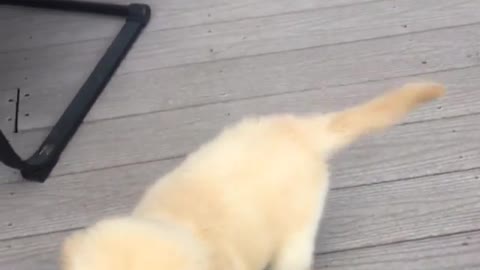 Dog carrying bucket while walking around