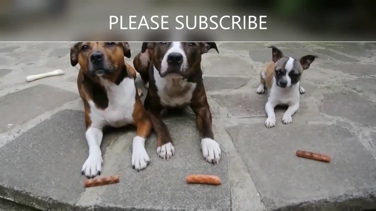 Animals dressed up funny