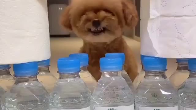 Easy Challenge to puppy