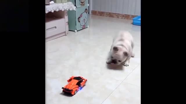 Funny animal video clip (dog and robot car)