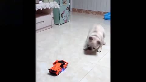 Funny animal video clip (dog and robot car)