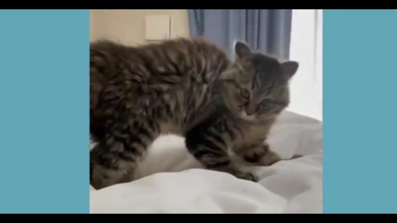 Funniest Cat Videos