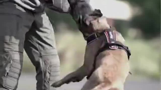 Dog training