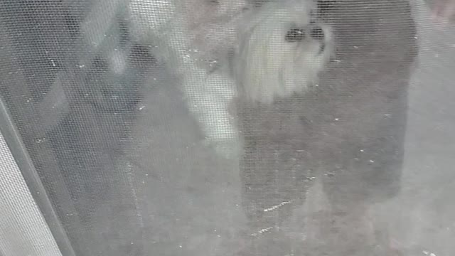 Dog go's nuts when toddler taps the glass door