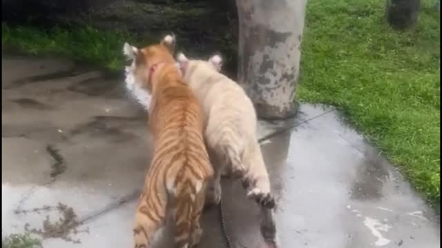 Are these two pet tigers out for a play?