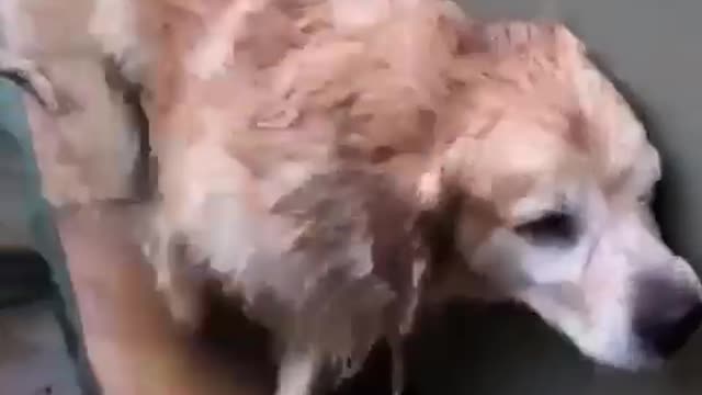He's a cowardly dog. He's afraid of water