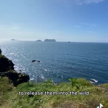 TikTok user @kyanasue: Pufflings