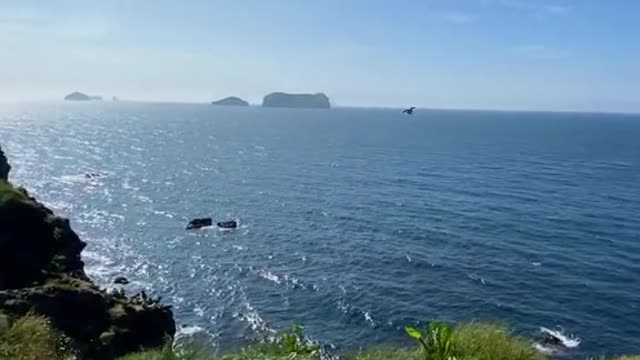 TikTok user @kyanasue: Pufflings