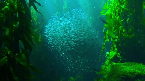 Dancing sea fish in sexy symmetry