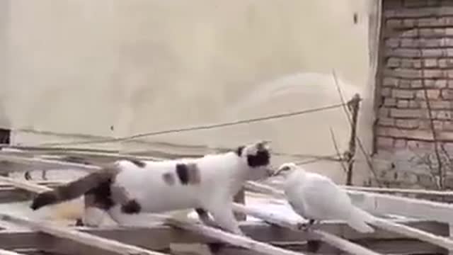 funny cats