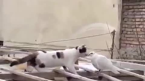 funny cats