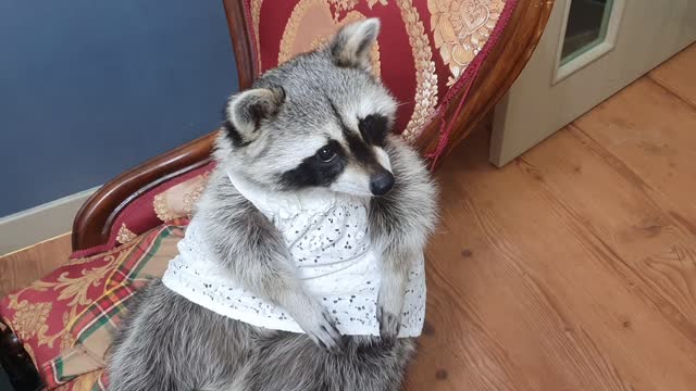 Raccoon wears a white dress while adorably begging for treats