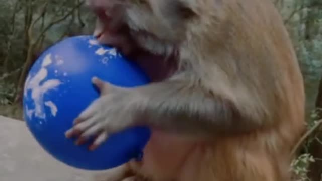 How did monkey eat a balloon?