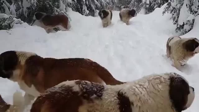 Look what these dogs did in the snow.