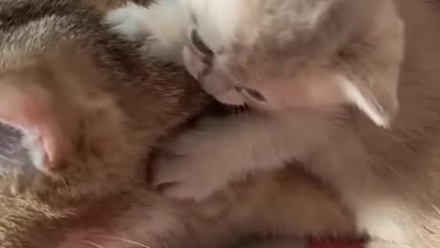 Cute cat