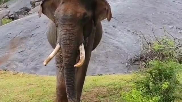 Tusker ascending a granite rock