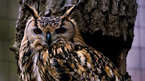 Imposing owl standing on the tree branch