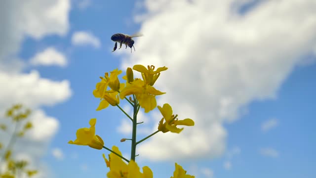 bee collecting flowers honey | Animal World | Insect