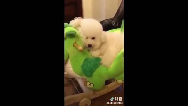 Funny Dog Sleeping Puppy