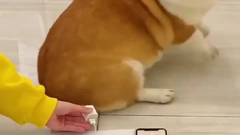 Cute dog funny video😂
