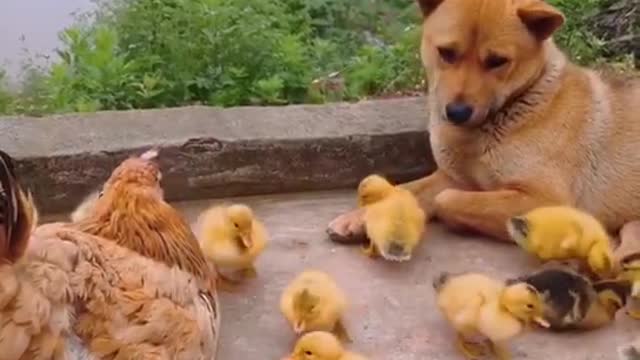 yellow dog and chicken5