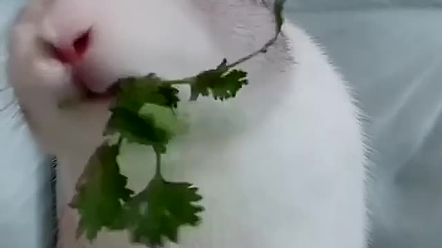 Little rabbit eating vegetables