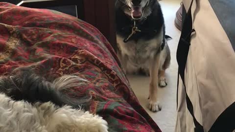 FIONA & FRED