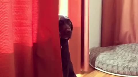 Brown dog near red curtain thumps tail on wooden floor and stares at owner