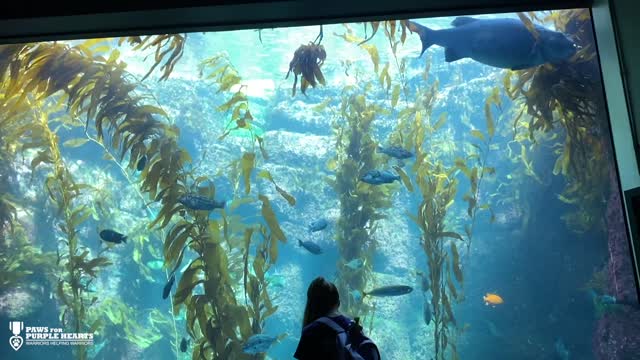 Service Dogs in Training Visit the Aquarium