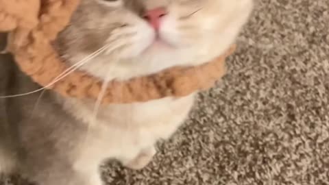 Fanny cat