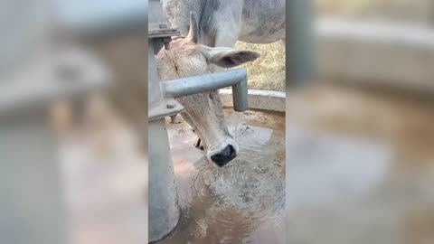 The cow drinking water for hand pump.