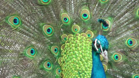 Beautiful peacock close-up