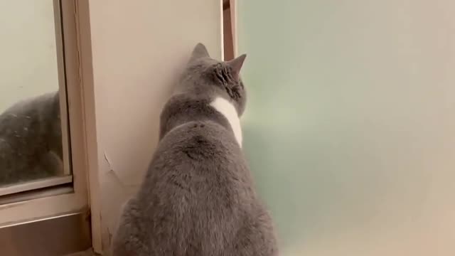 Your Lovely Cat 😻 Make you feel Happy