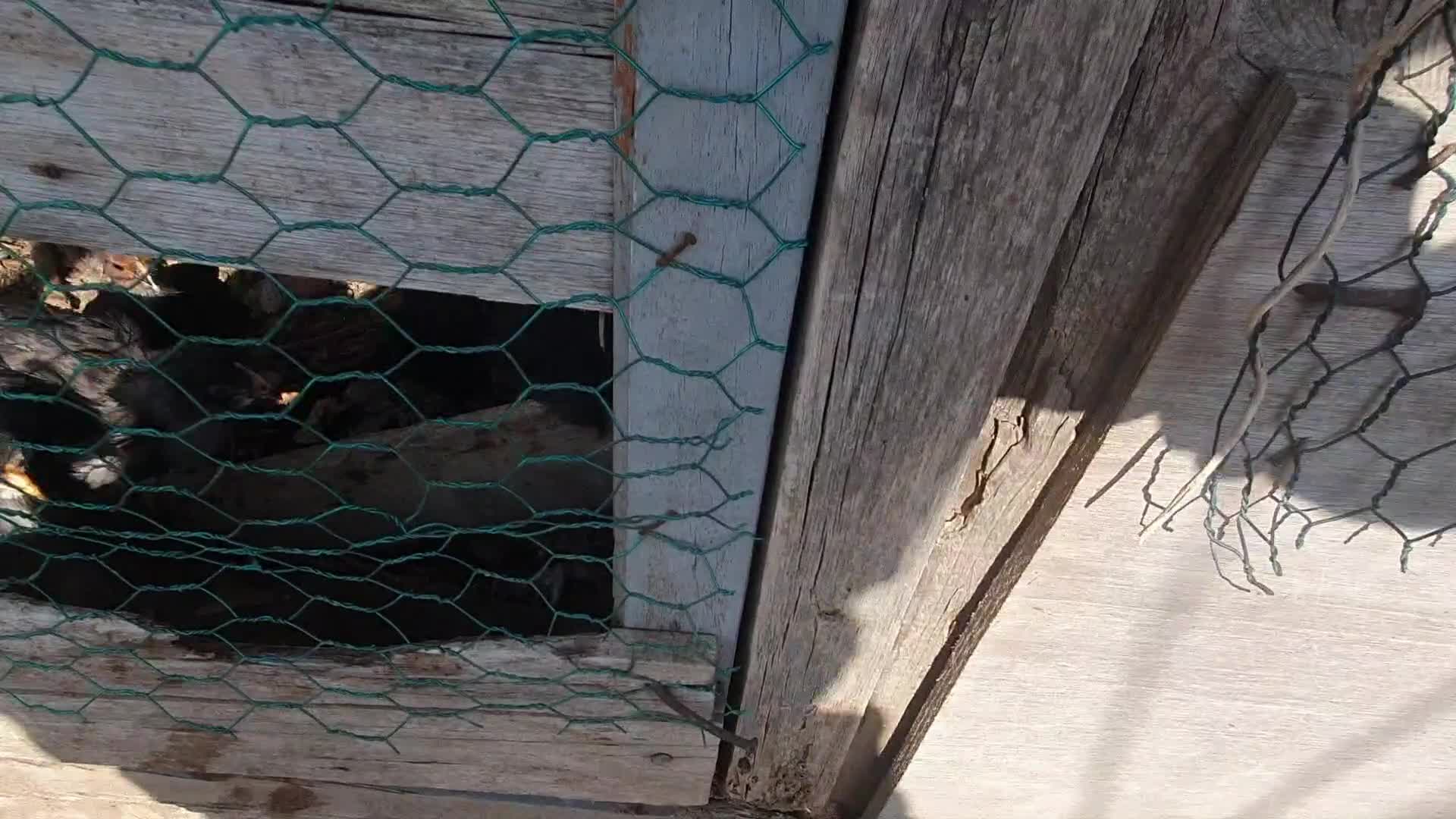 Feeding baby chicks is a war, but its fun.