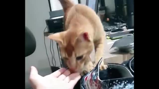 Funny catππ