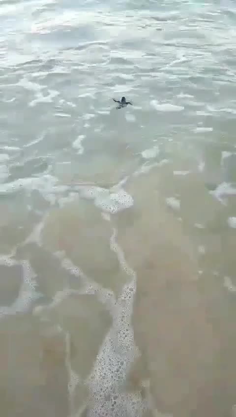 The newly hatched turtle returned to the sea