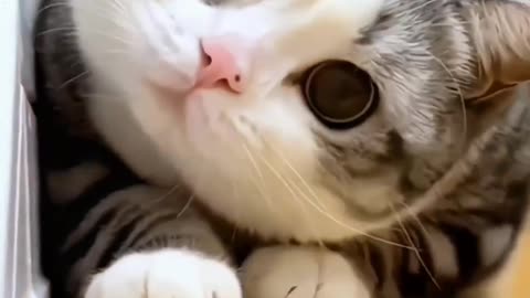 Cat love story video