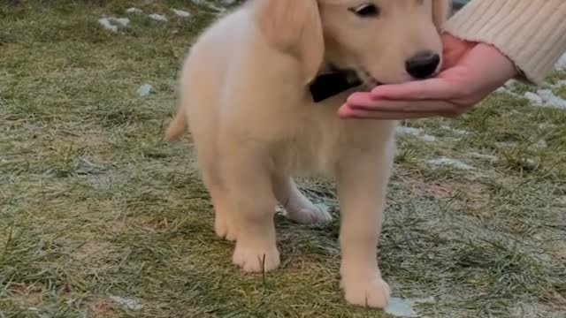 Golden retriever puppy training ||golden retriever dog