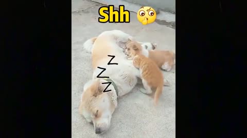 Funny Dog videos/ Cat videos/ try not to laugh/