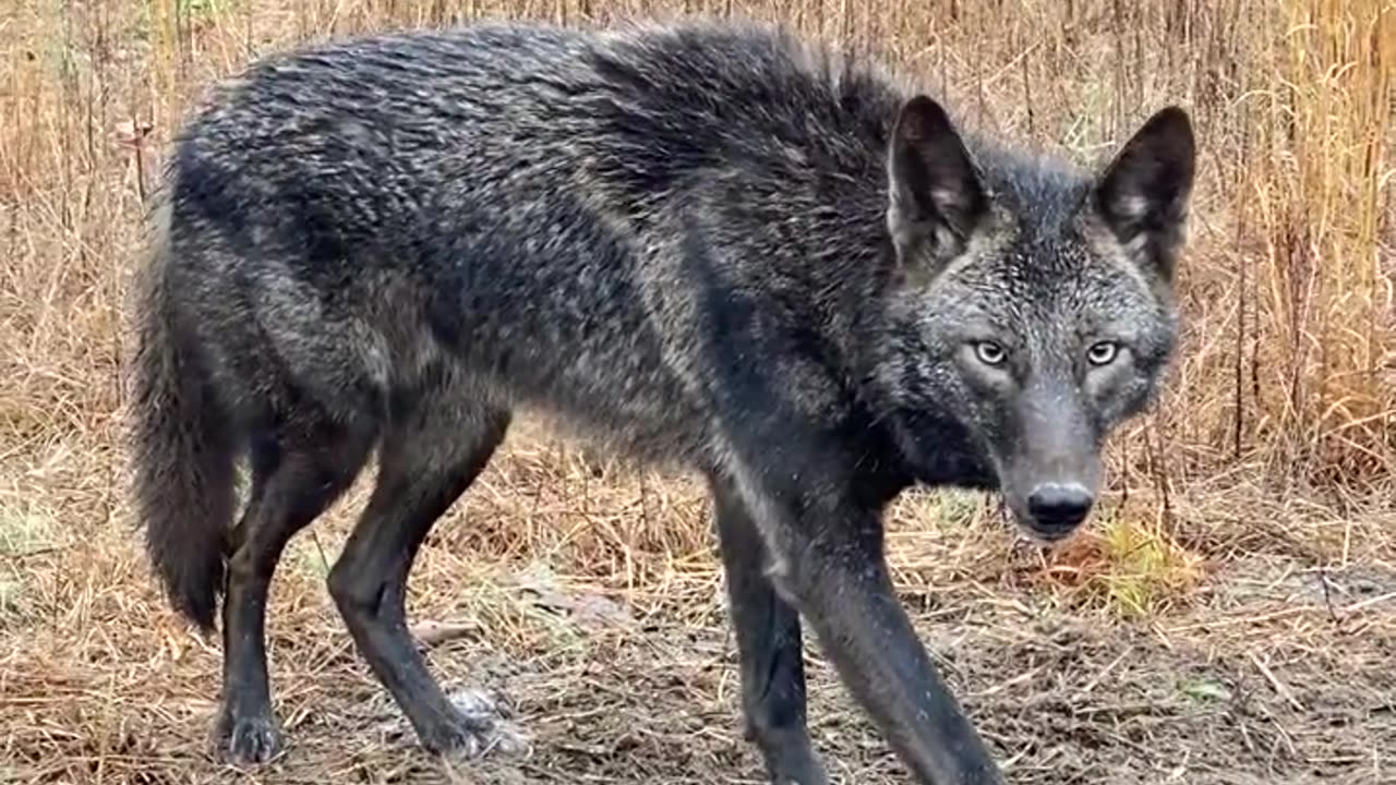 MY_1ST_COYOTE!!!___RARE_COLOR_PHASE___#shorts_#trapping(720p)