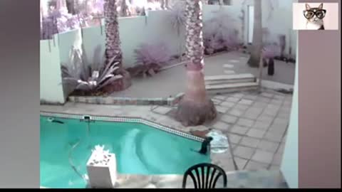 Gato al agua