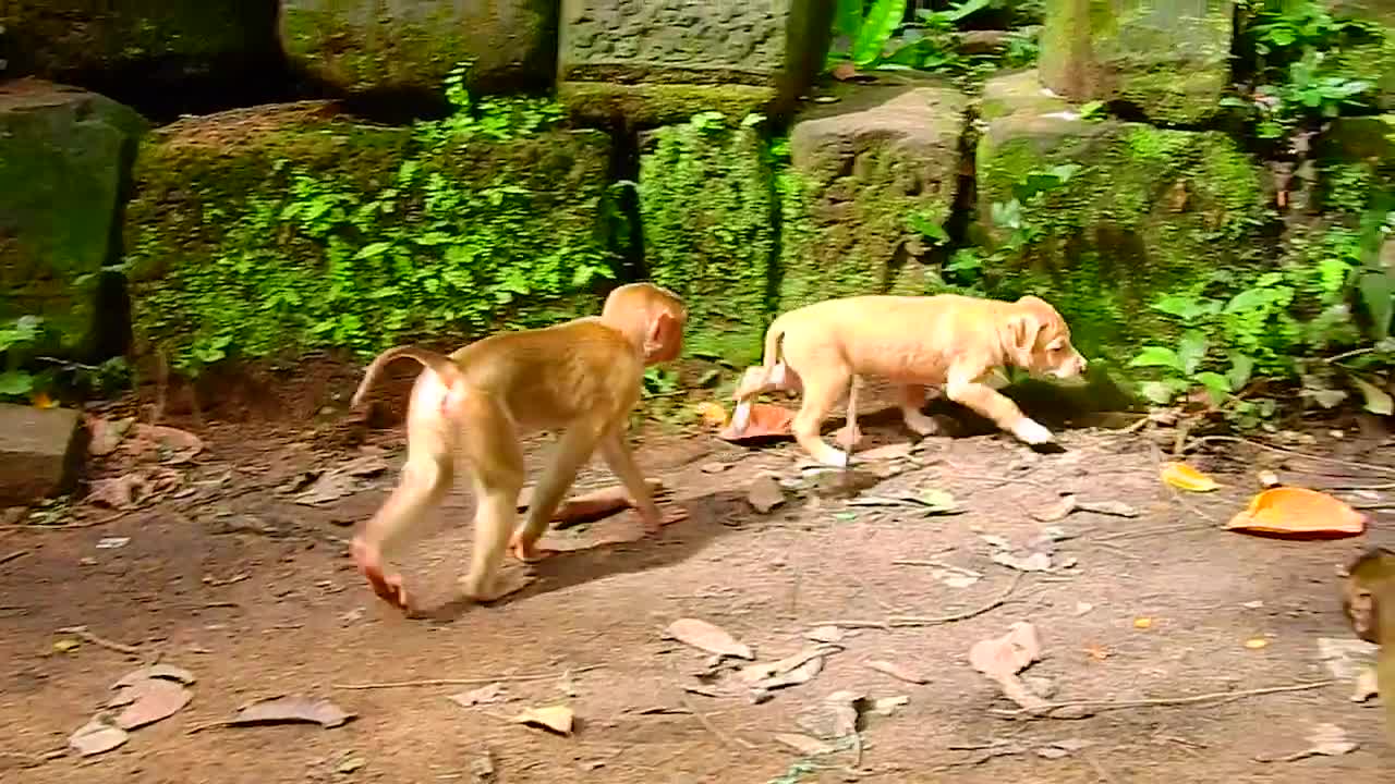 Team abandon babies monkey welcome new friend cute puppy