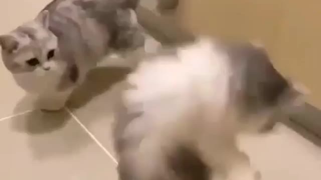 Cats - Baby cats - funny and fluffy (74) / Gatos - Filhotes - engraçados e fofos (74) #shorts