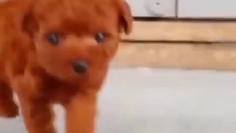 adorable pet - it's so relaxing to watch them