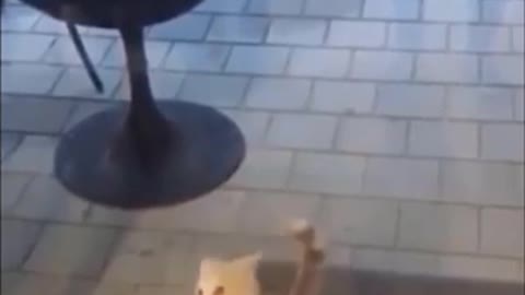 Funniest Animals 🐧 - Best Of The 2020 Funny Animal Videos 😁 - Cutest Animals Ever