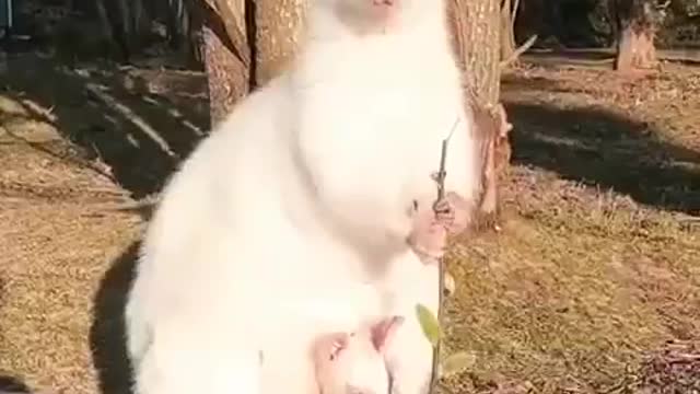Albino Kangaroo. | Interesting Facts #Shorts