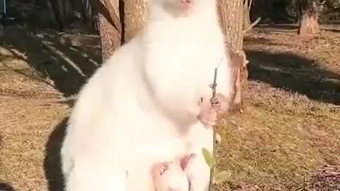 Albino Kangaroo. | Interesting Facts #Shorts