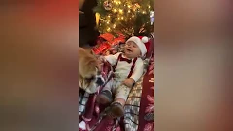 Dogs and children playing funny video ★ laughter video for children