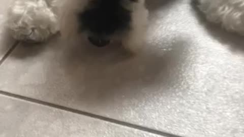 Dog eating carrots