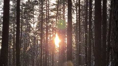 Snow morning